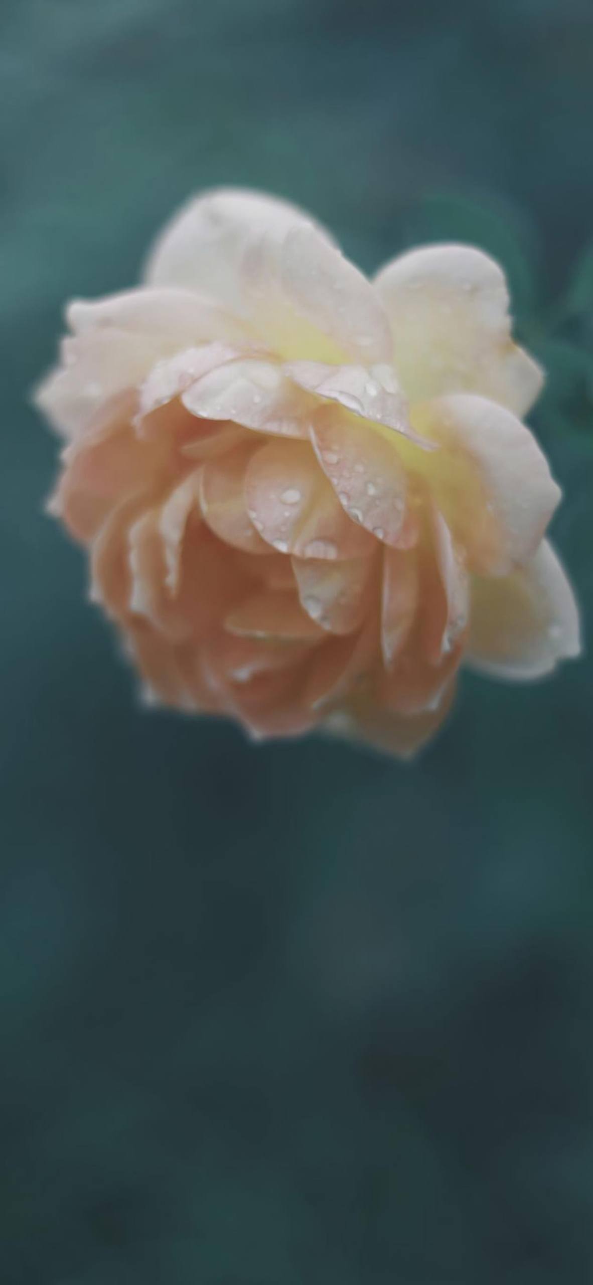 山水画卷中的苹果绿意：水彩壁纸下的自然与科技交响曲