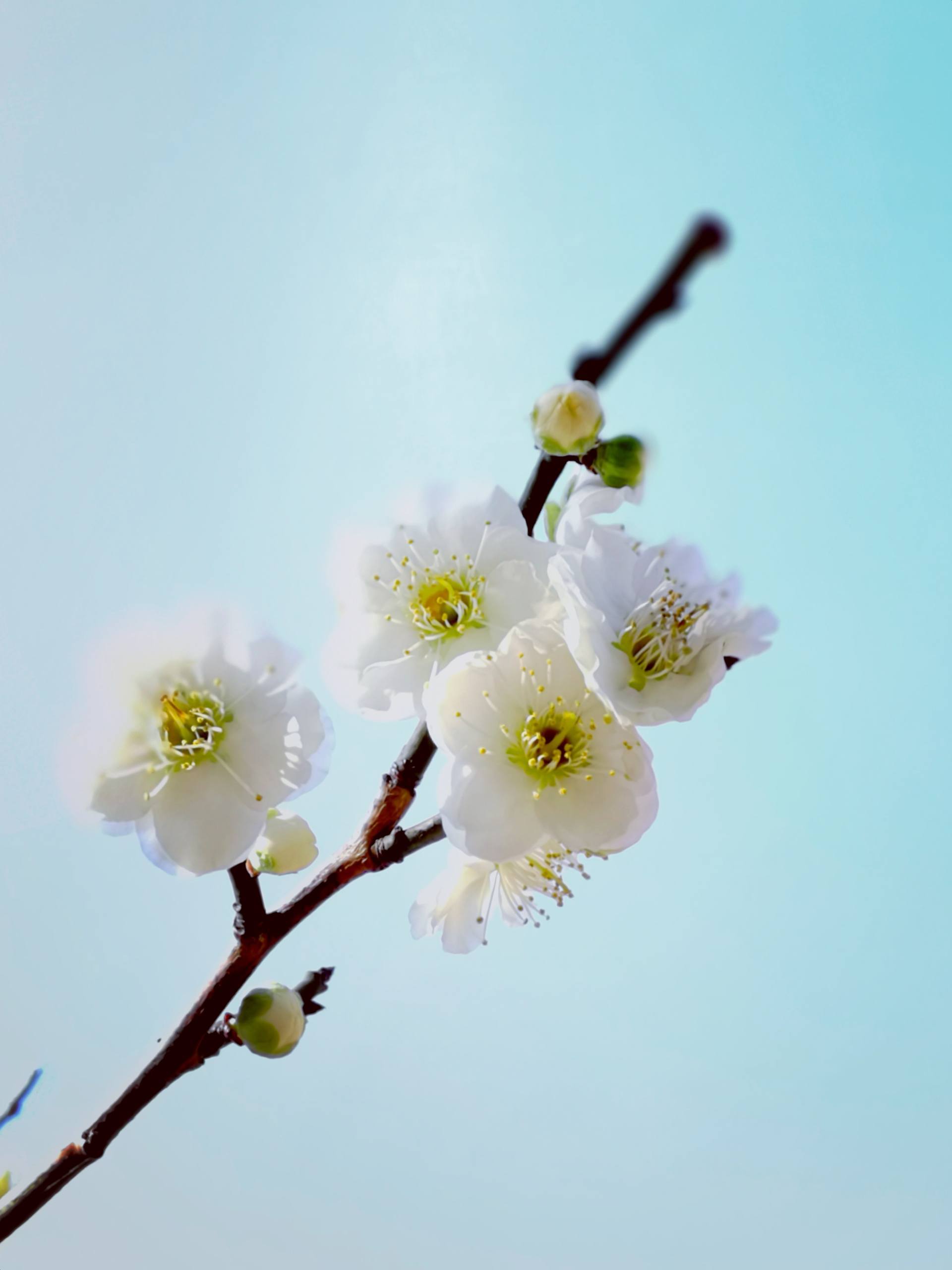 山水画卷：1920x1080高清壁纸，让你的手机秒变仙境