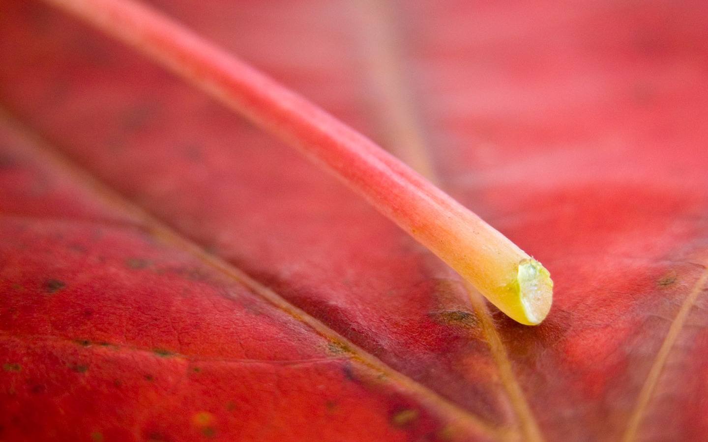山水画卷：高清iPad护眼风景壁纸，带你走进自然的诗意世界
