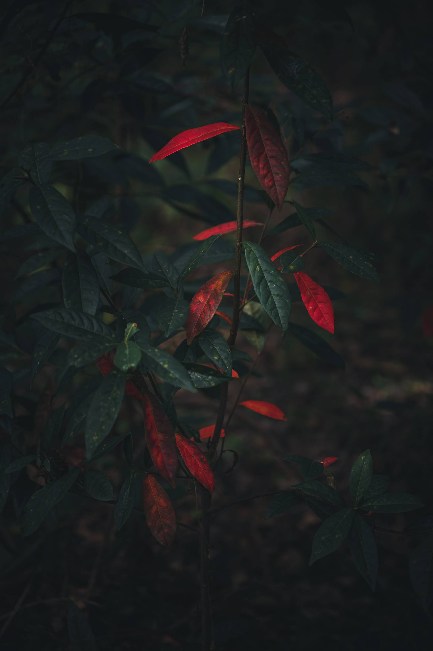 山水间的少女幻影：手机壁纸中的自然与美