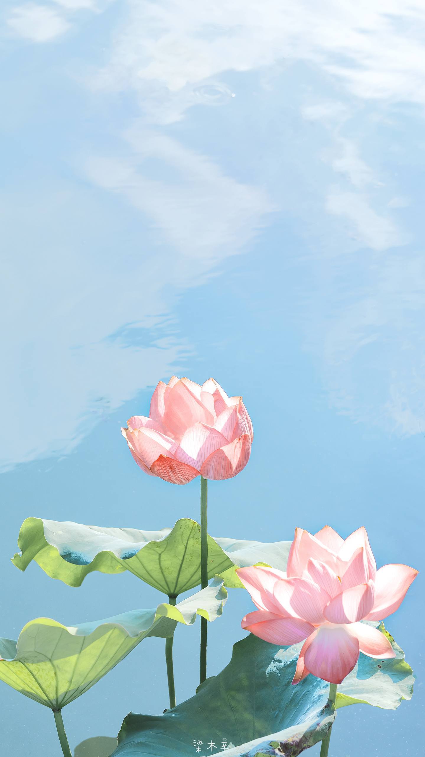 粉红山水梦：iPhone上的极简黑白诗篇