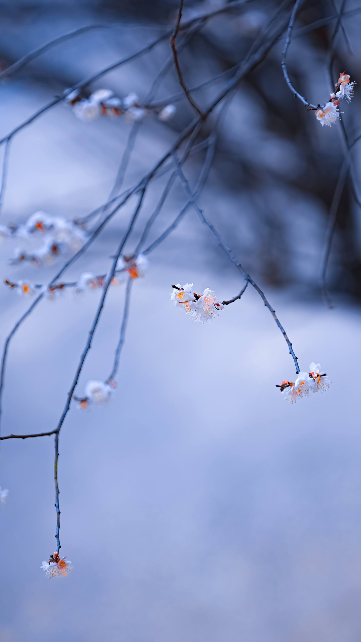 山水画卷：1920x1080高清平板壁纸，带你走进自然的诗意世界