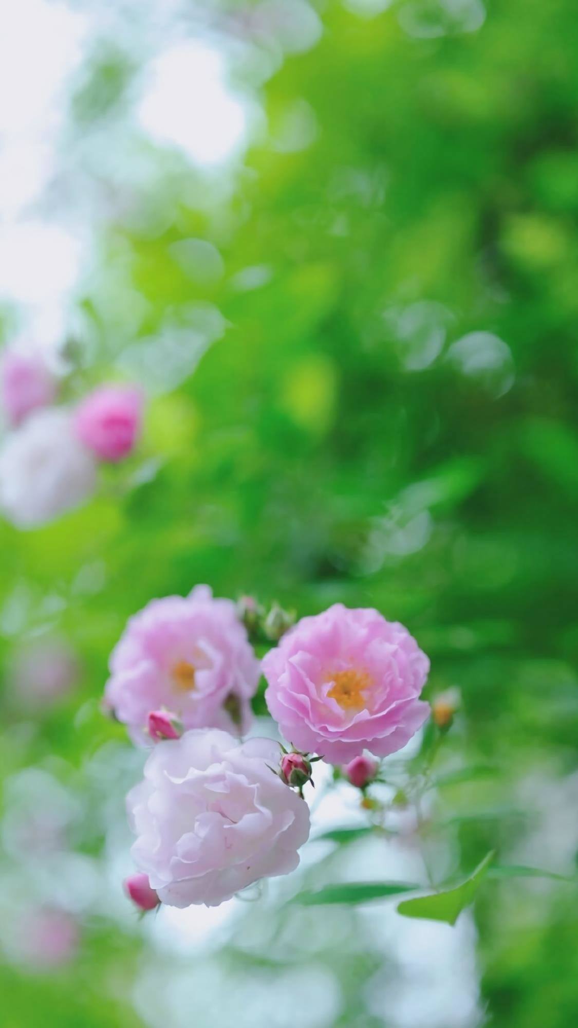 山水画卷：苹果手机桌面上的免费自然奇观