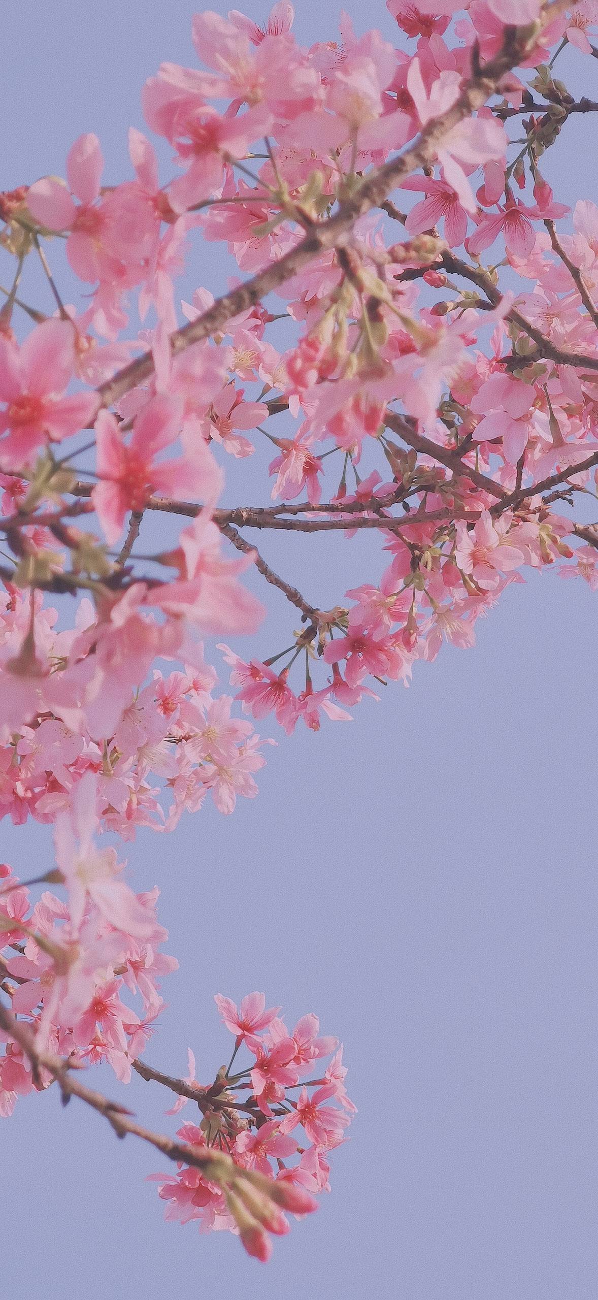 山水画卷：苹果手机上的自然奇观详细内容2