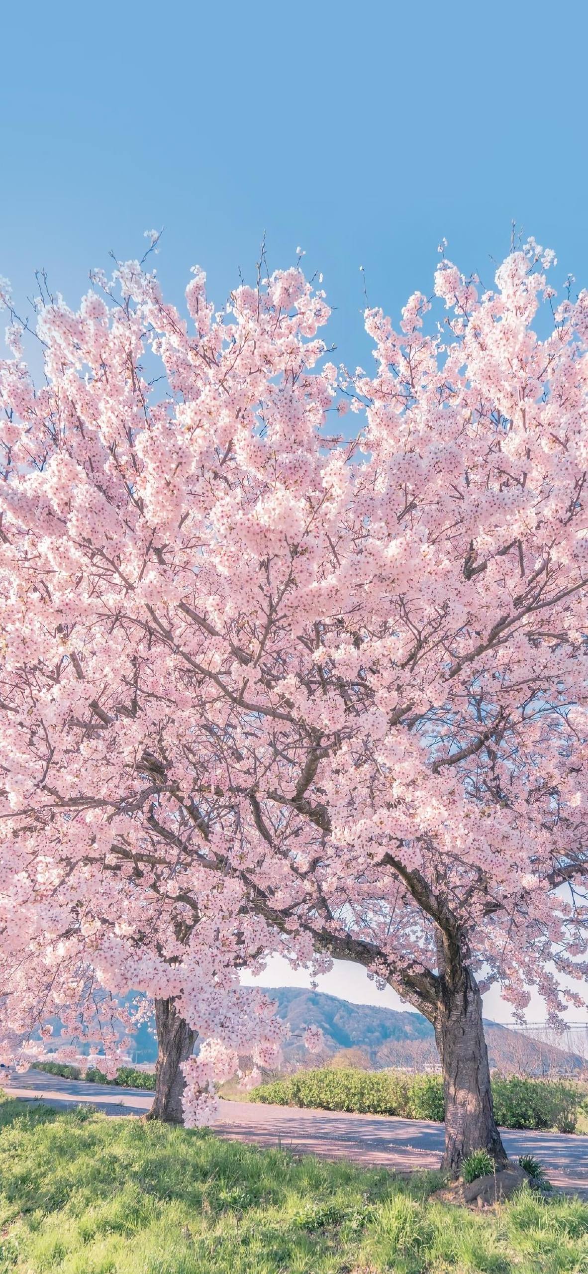 山水画卷：苹果手机桌面上的自然奇观详细内容1