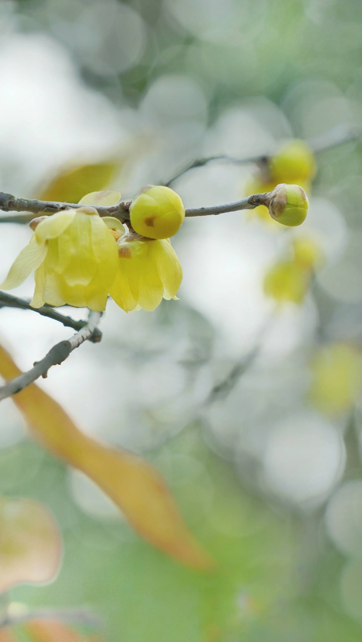 山水画卷：1920x1080高清平板壁纸，带你走进自然的诗意世界详细内容2