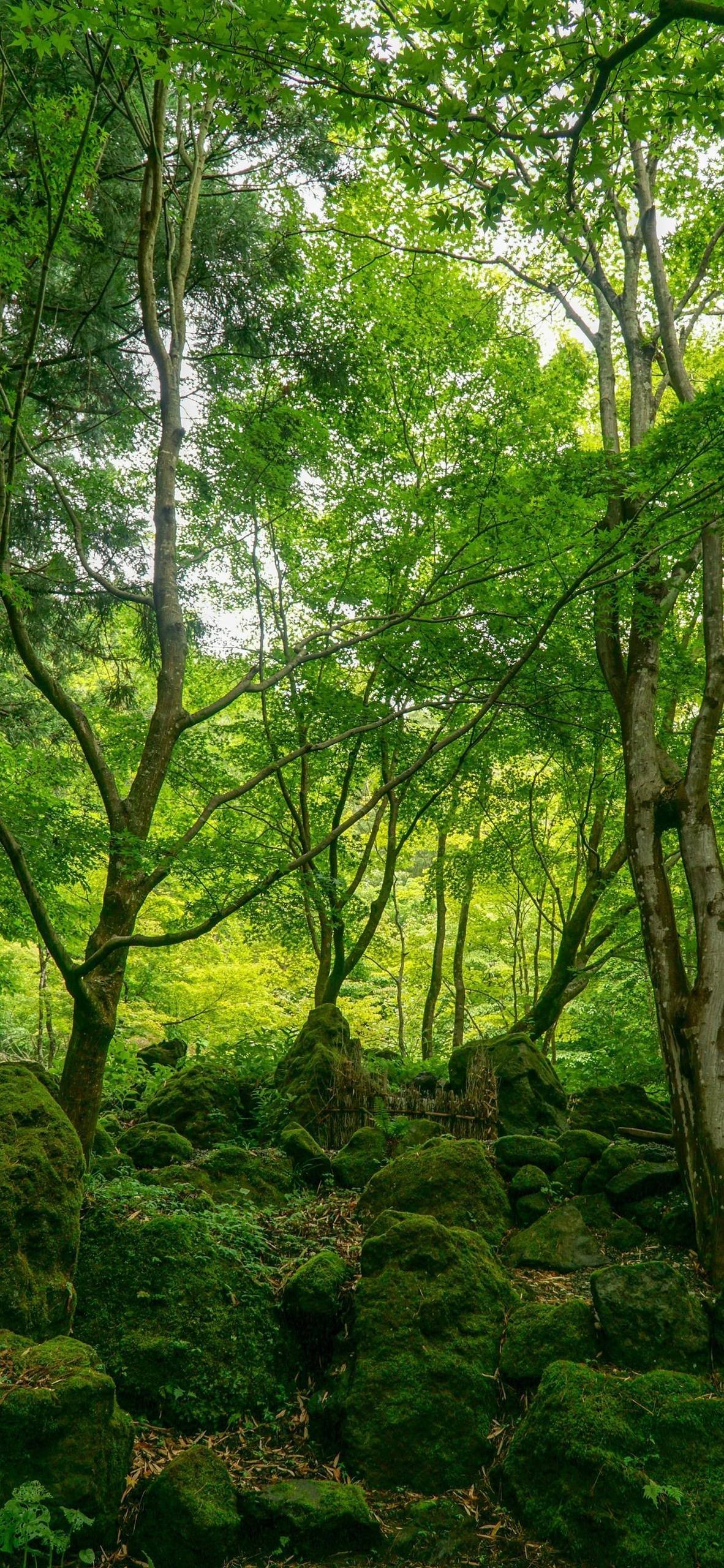 山水画卷中的粉色梦境：手机壁纸的视觉盛宴详细内容1