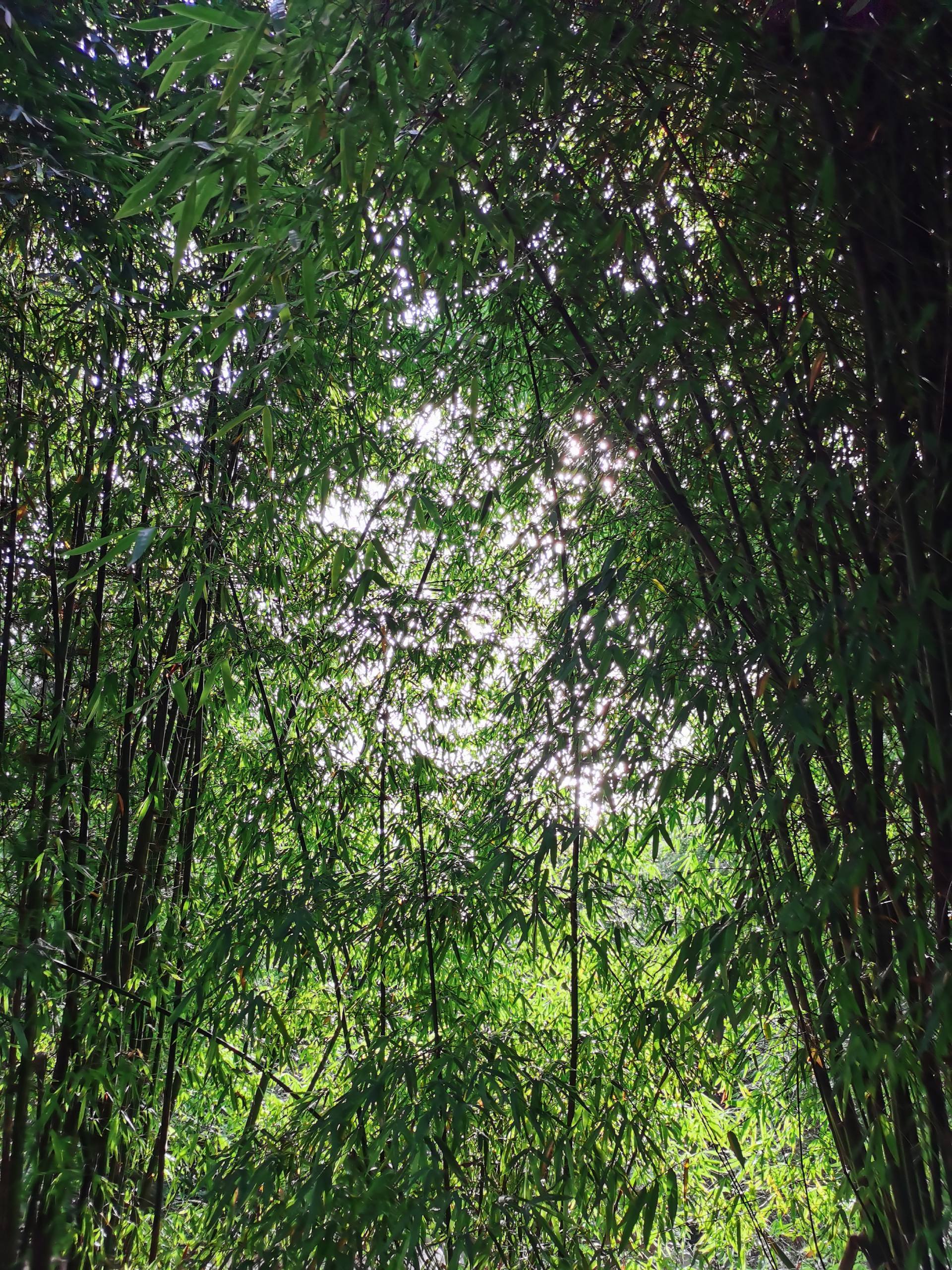 山水画卷：粉色苹果手机屏保的诗意邂逅详细内容2