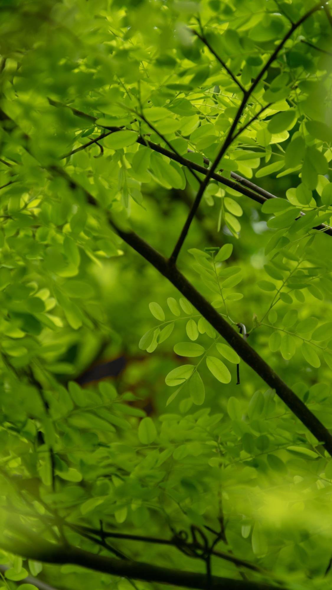 山水画卷：苹果手机上的水彩梦境详细内容3