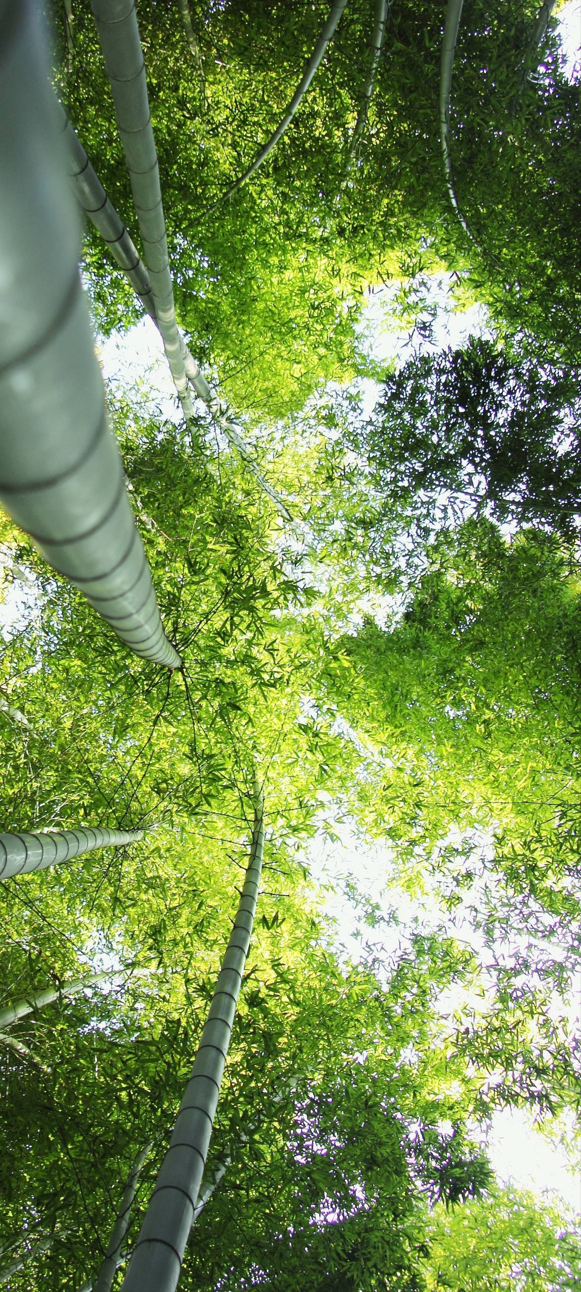 苹果手机上的山水画卷：古韵与现代科技的完美融合详细内容1