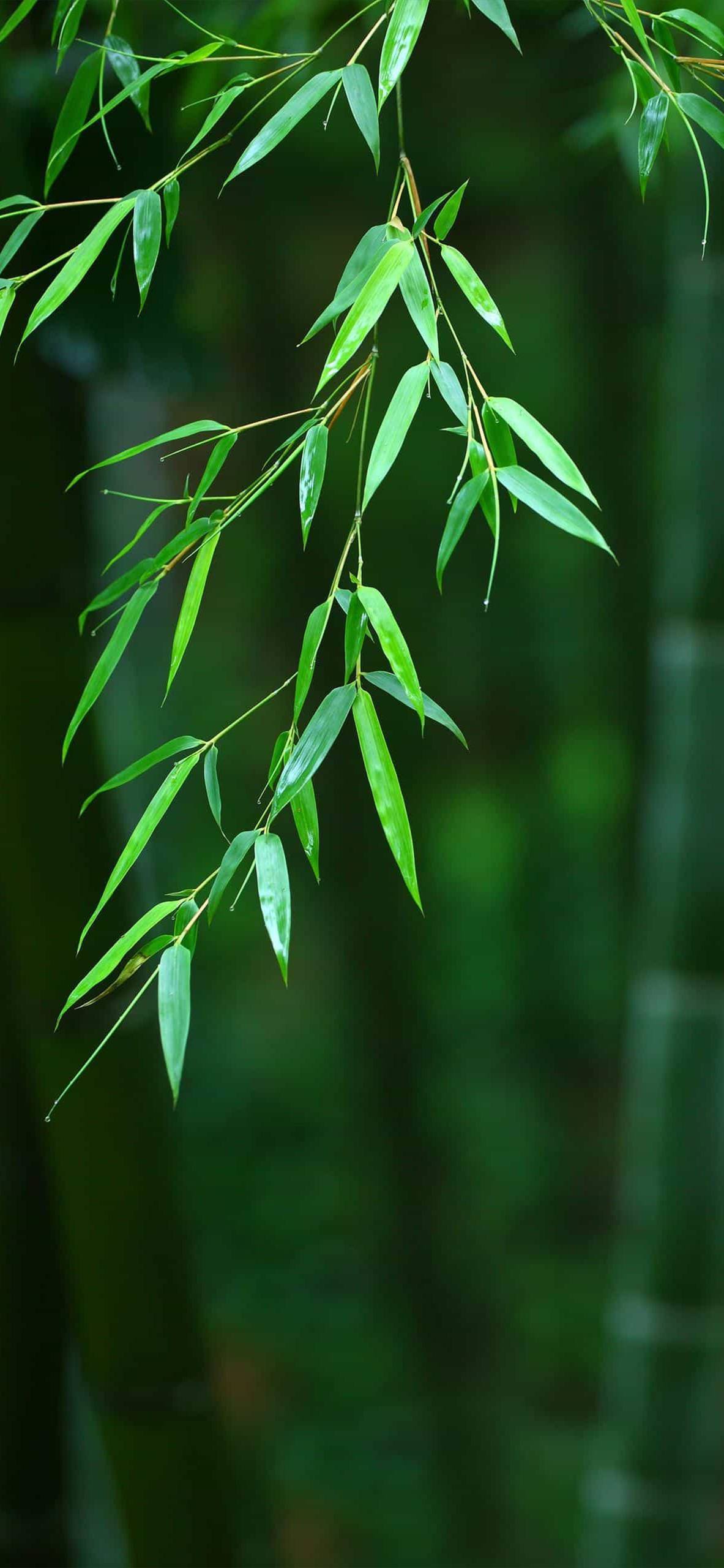 山水画卷：手机屏幕上的诗与远方详细内容1