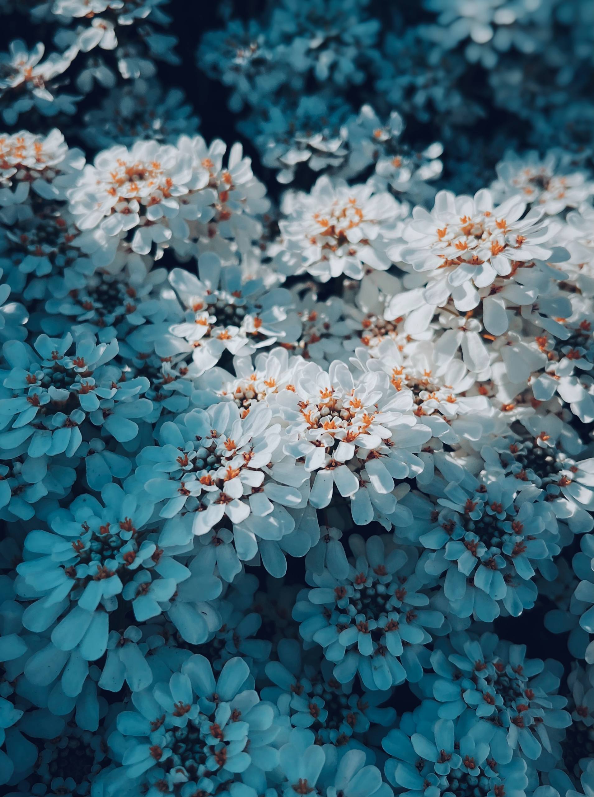 古风山水画卷：苹果手机上的二次元诗意之旅详细内容2