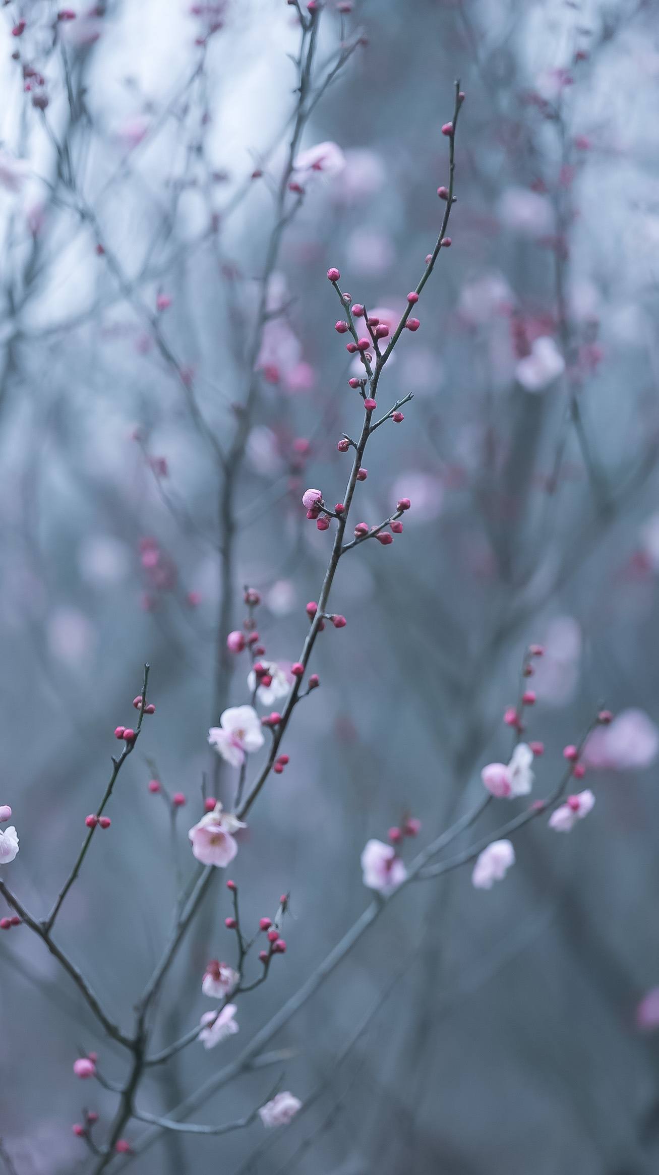山水画卷：苹果手机上的自然诗篇详细内容3