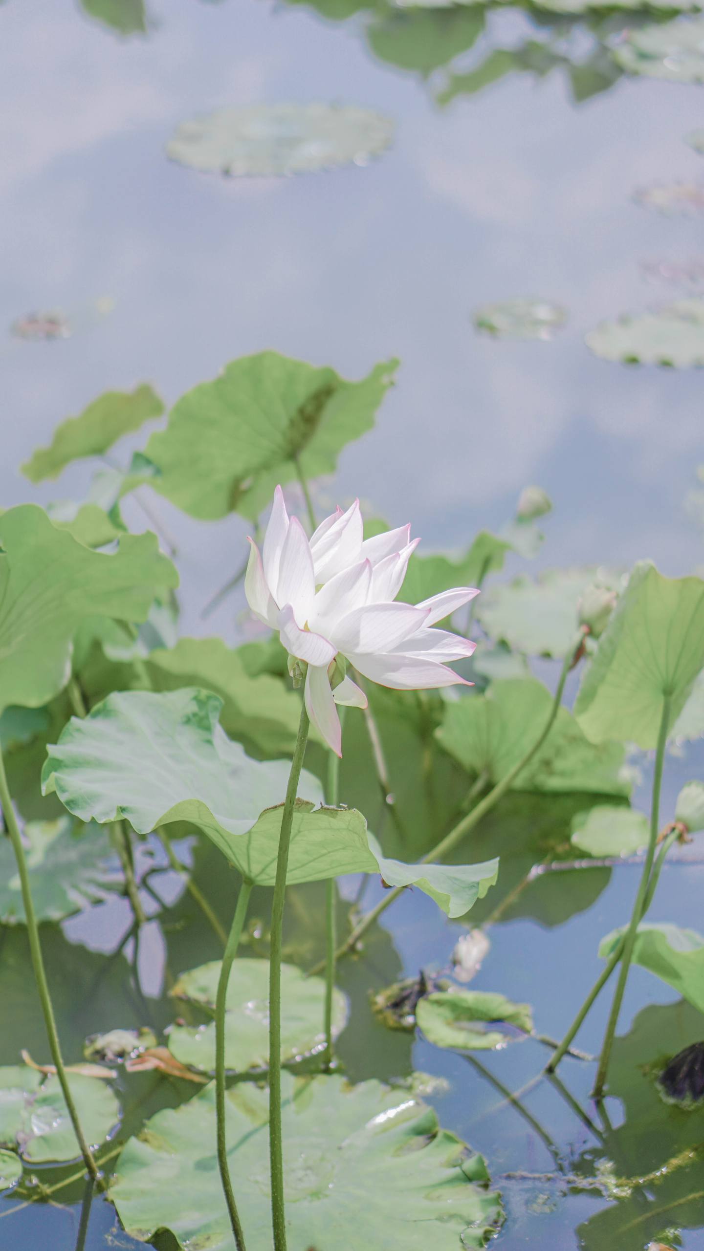 黑白山水画卷：极简壁纸中的苹果动画奇遇
