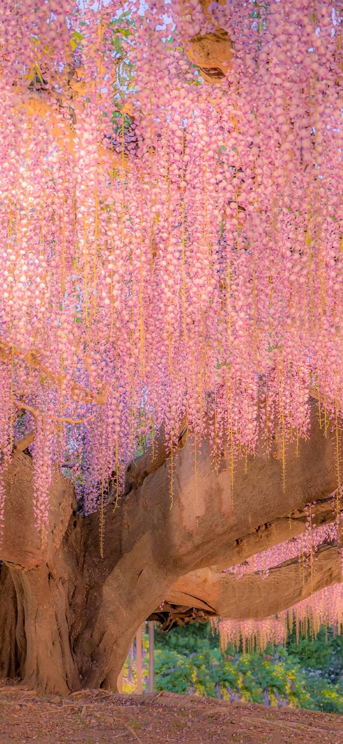 古风山水画卷：苹果手机上的二次元诗意之旅详细内容3