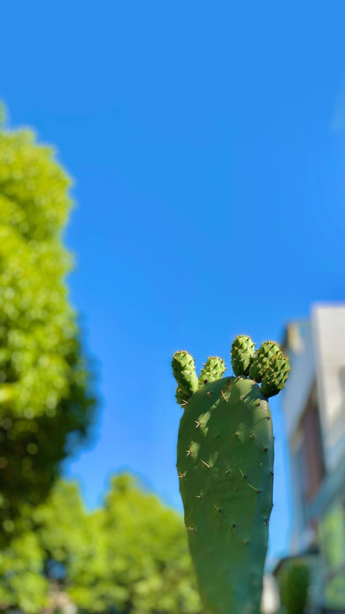 山水画卷：手机壁纸中的自然奇观，高清炫彩免费下载详细内容3