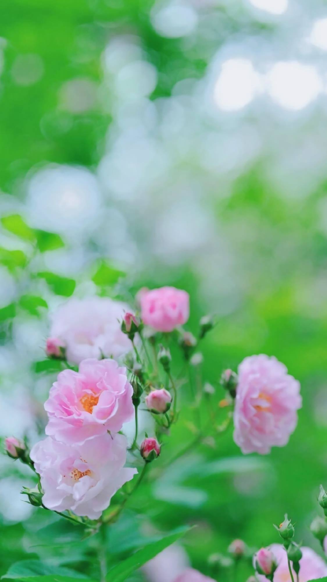 山水画卷：苹果手机桌面上的自然奇观详细内容3