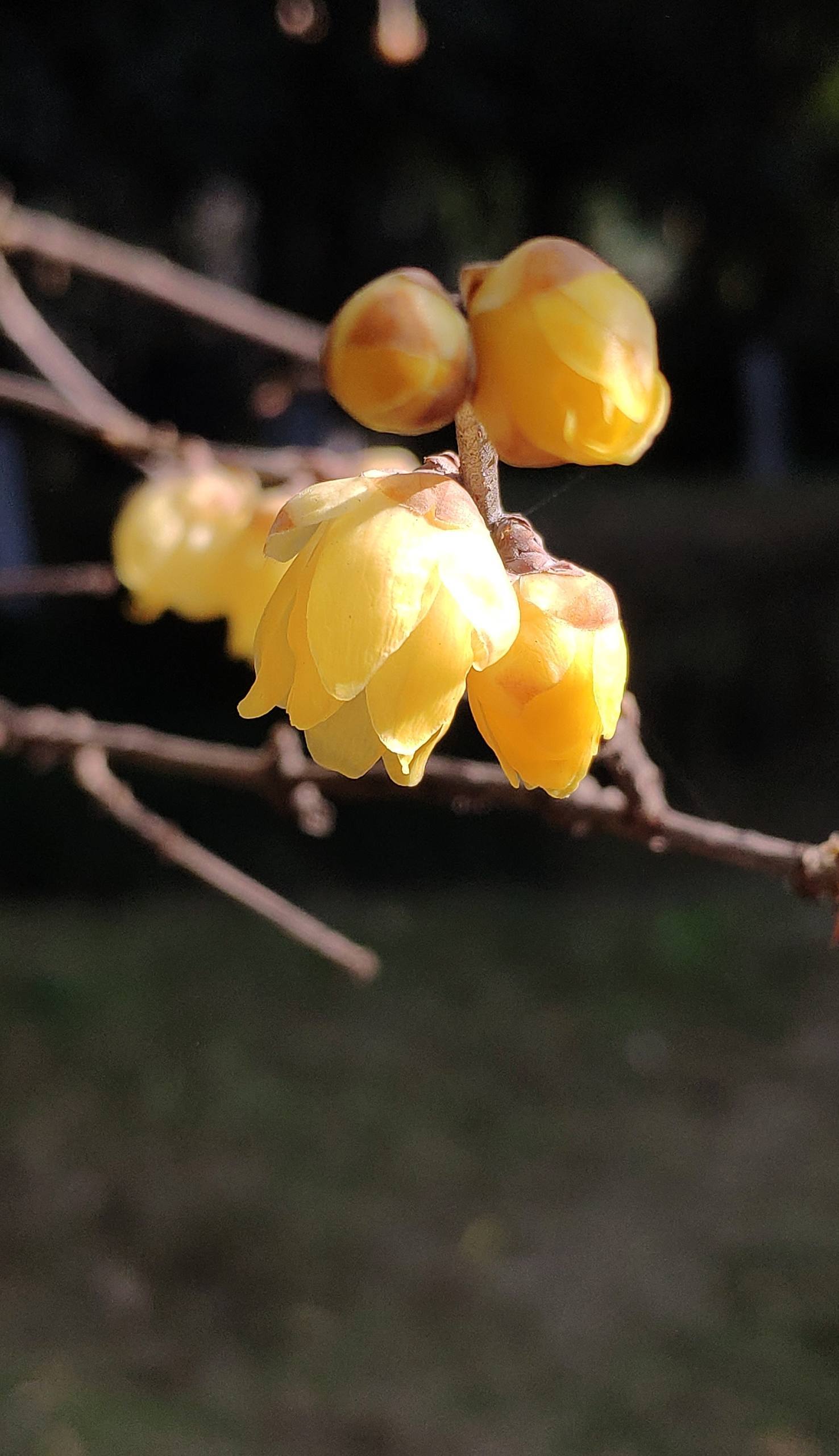 山水画卷：1920x1080高清平板壁纸，带你走进自然的诗意世界详细内容4