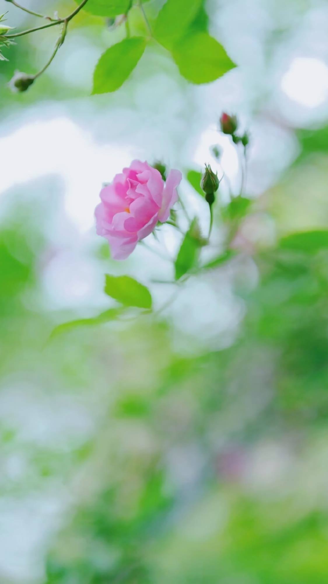 山水画卷：苹果手机上的二次元护眼秘境详细内容3