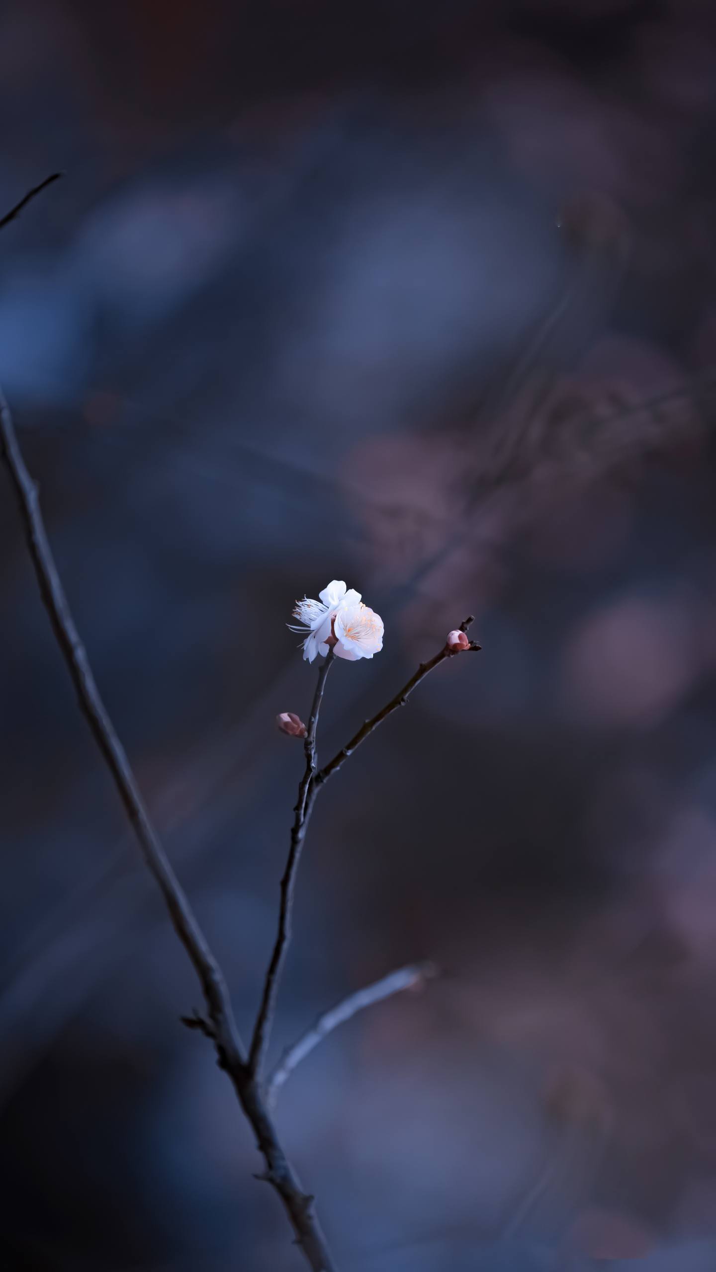山水画卷：苹果手机上的自然诗篇详细内容4