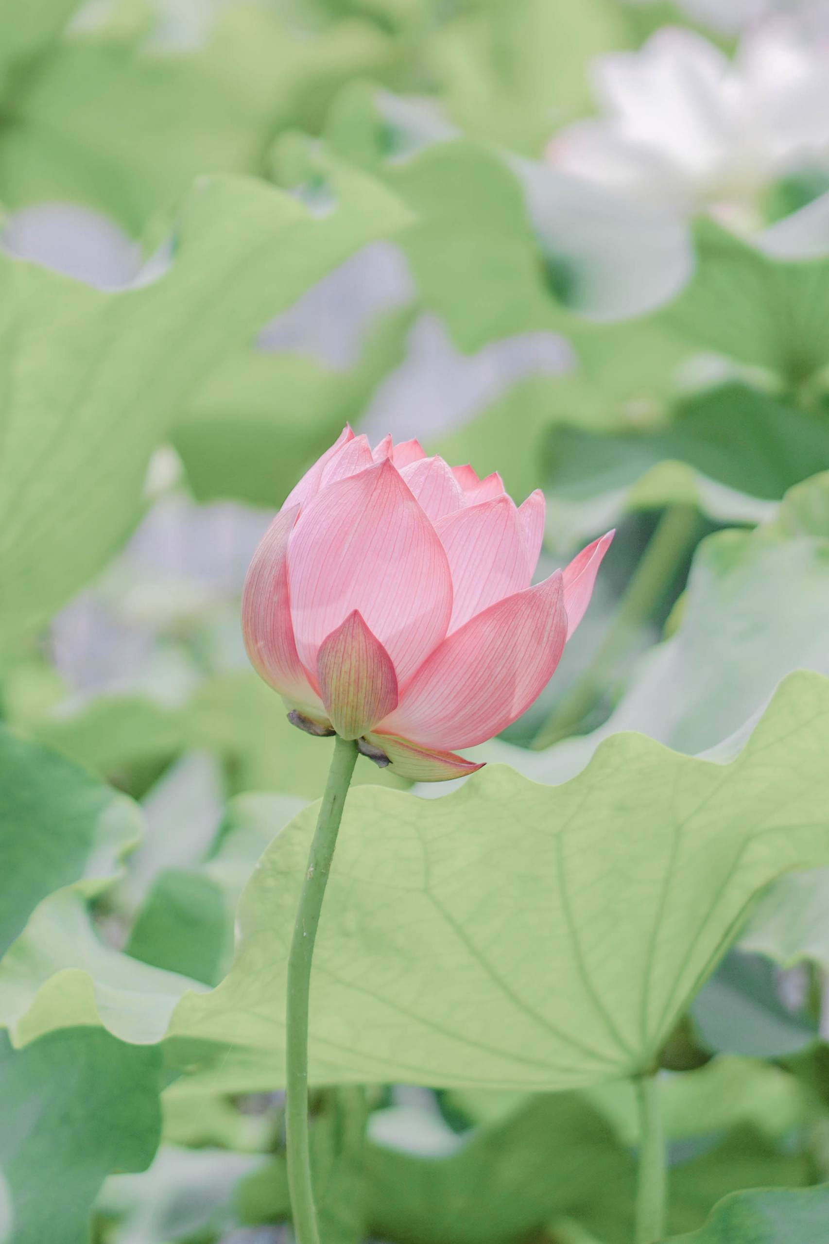 黑白山水间的动漫幻境：手机壁纸的艺术之旅详细内容3