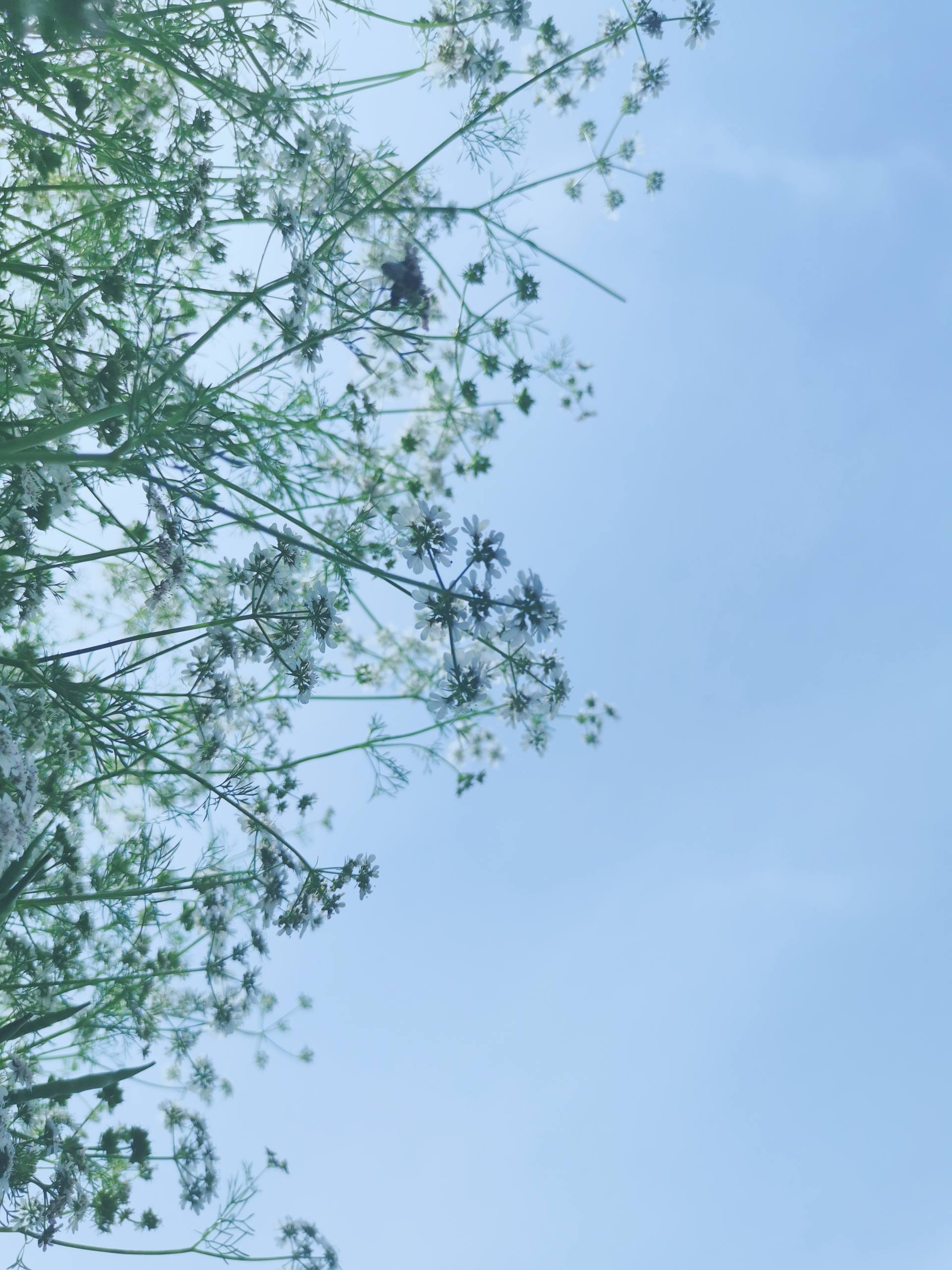 山水画卷：苹果手机上的水彩梦境详细内容4