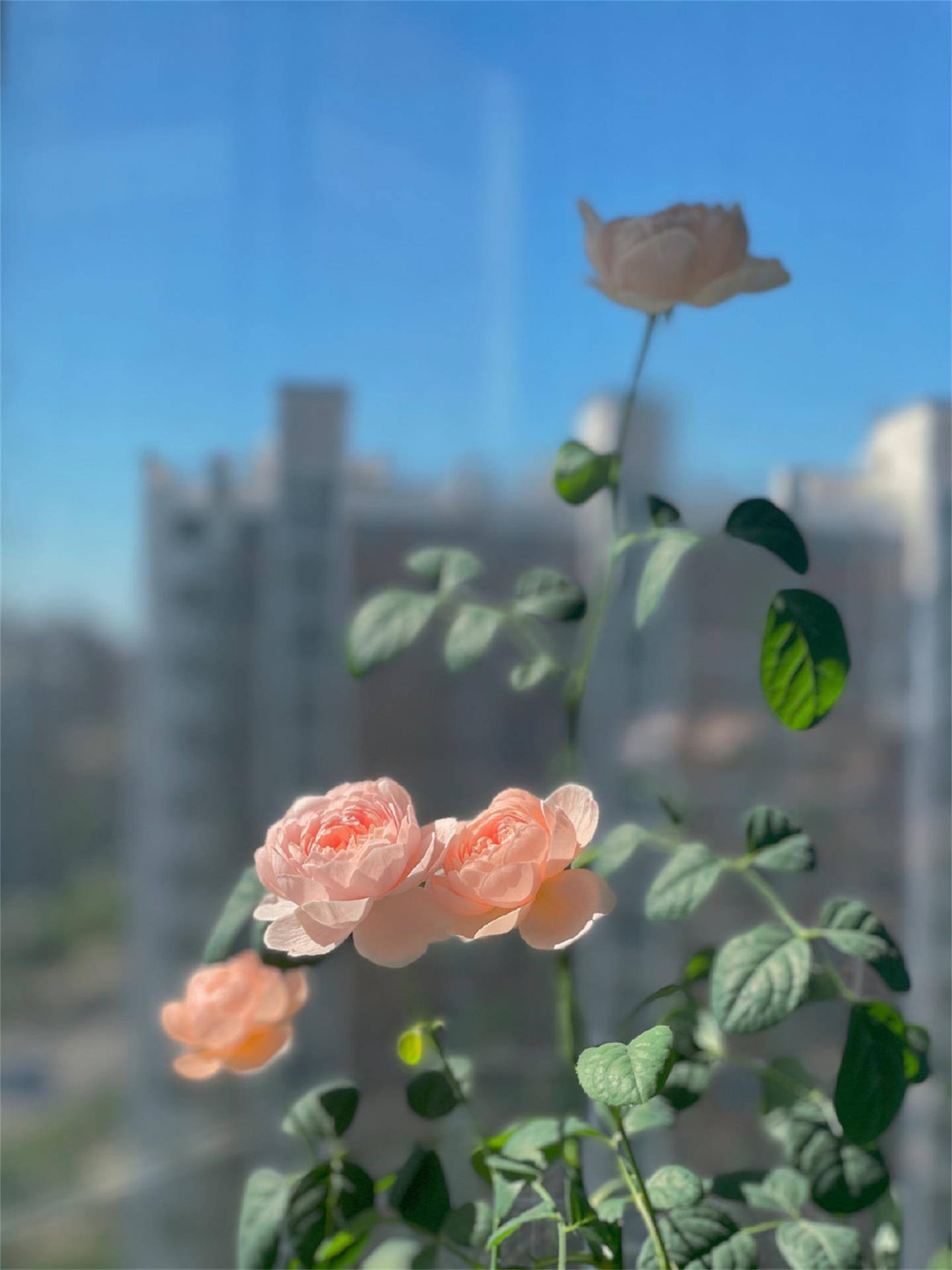 山水间的迎客松：手机壁纸中的极简诗意详细内容3