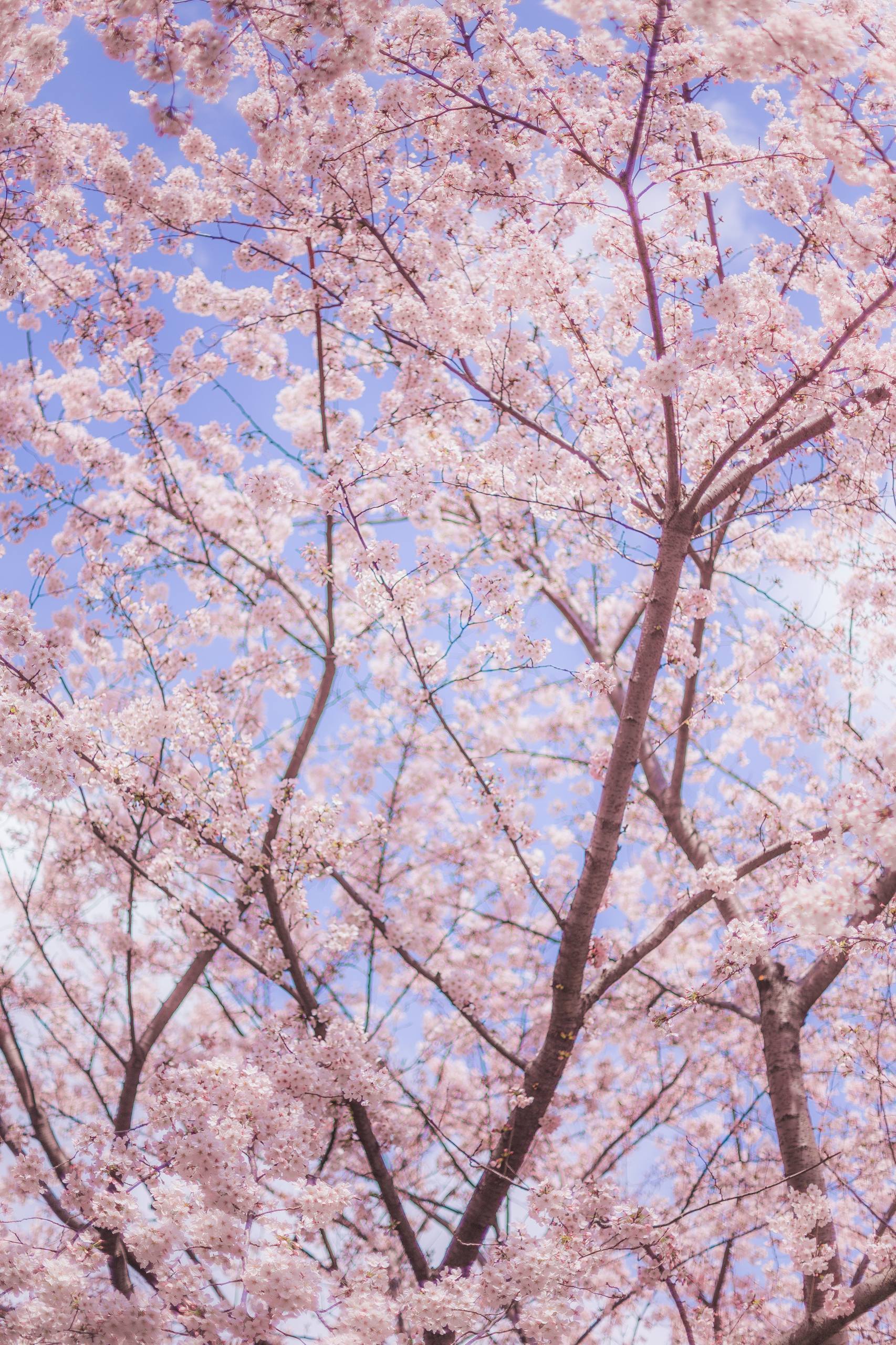 山水画卷：苹果手机桌面上的免费自然奇观详细内容2