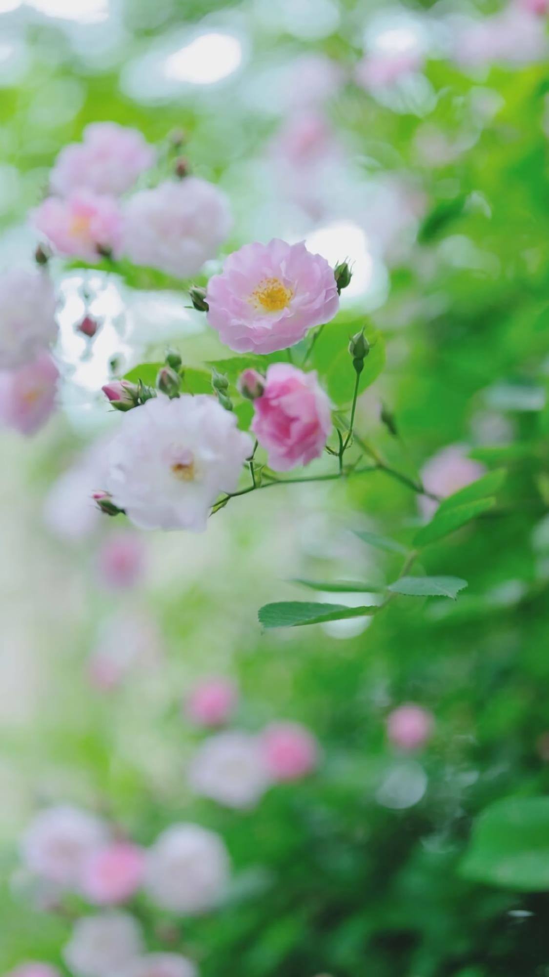 山水画卷：苹果手机桌面上的免费自然奇观详细内容3