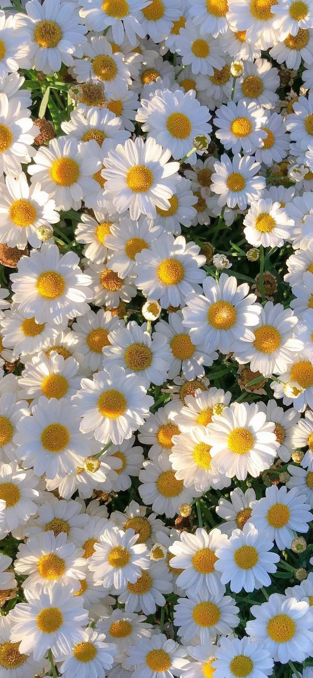 古风山水画卷：高清手机壁纸带你穿越千年详细内容4