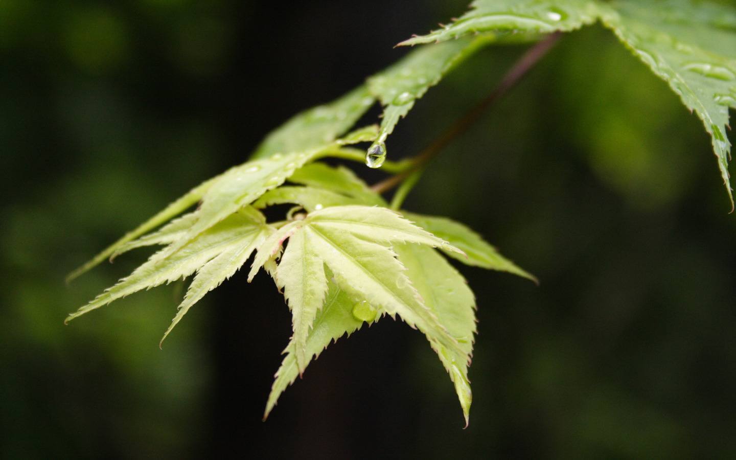 山水画卷：紫韵动漫与高清风景的奇妙邂逅详细内容4
