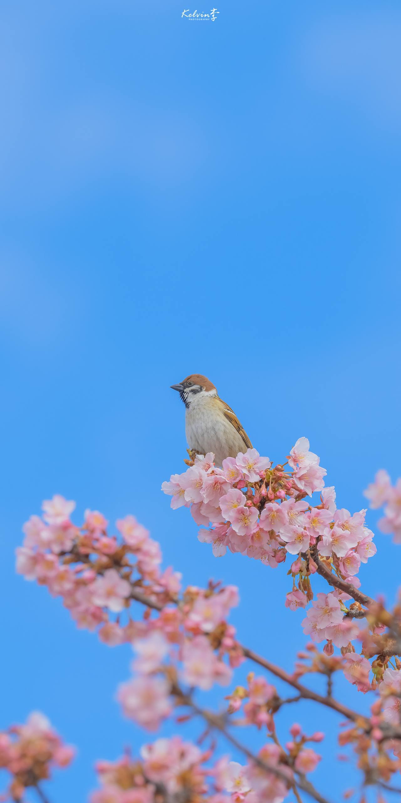 绿意盎然：山水间的手机壁纸诗篇详细内容5