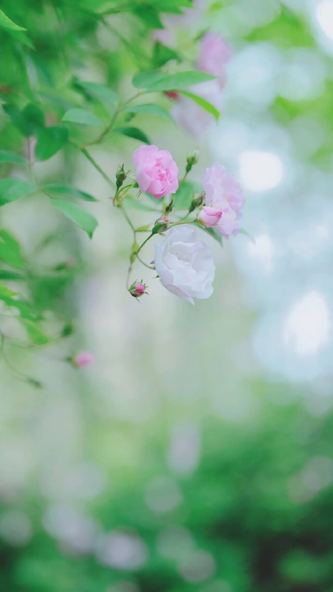 山水画卷：苹果手机上的二次元护眼秘境详细内容4
