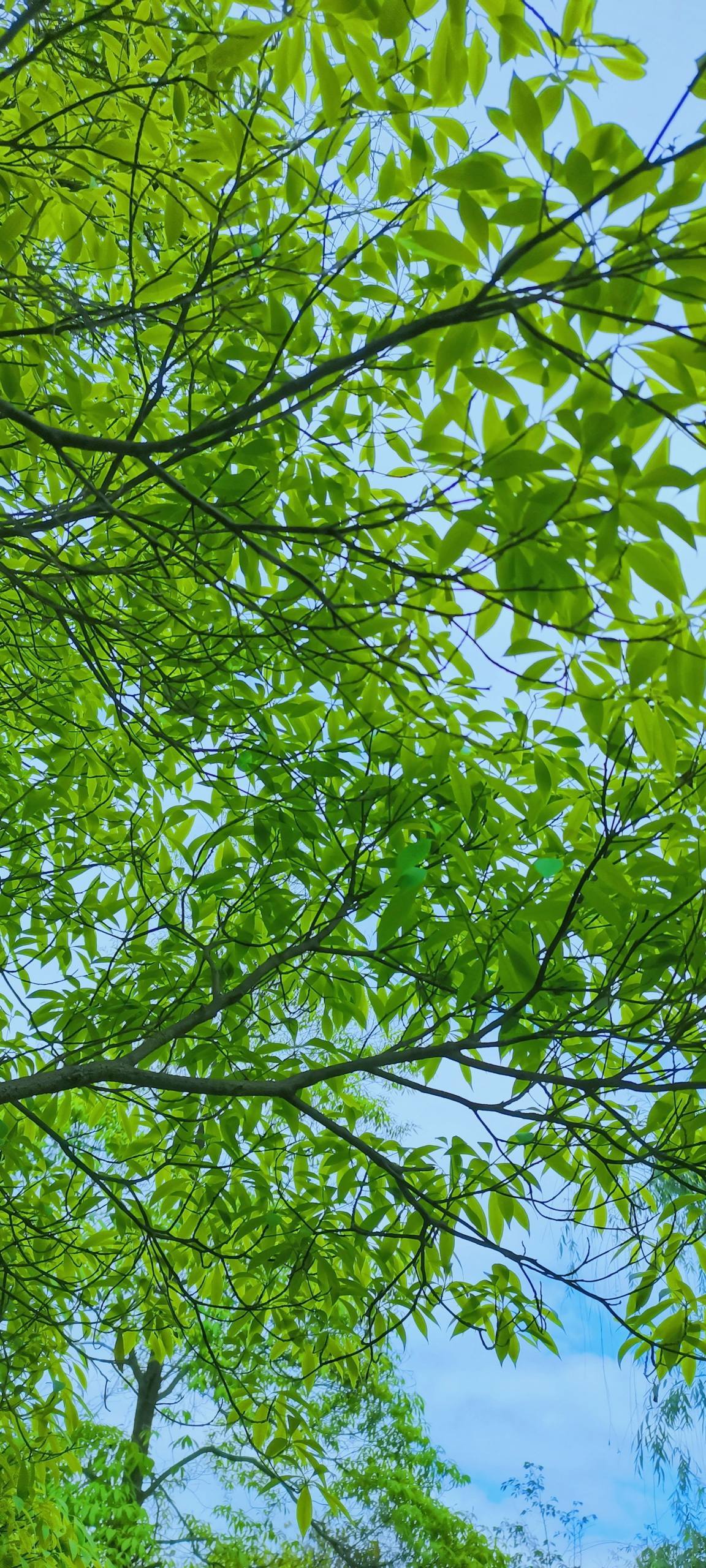山水画卷：紫色梦幻水彩壁纸，为你的iPhone添一抹诗意详细内容4