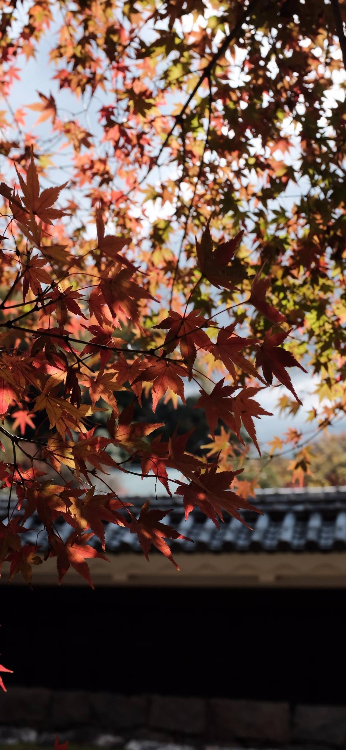山水画卷：手机壁纸中的自然奇观，Win10壁纸免费合集大放送！详细内容4