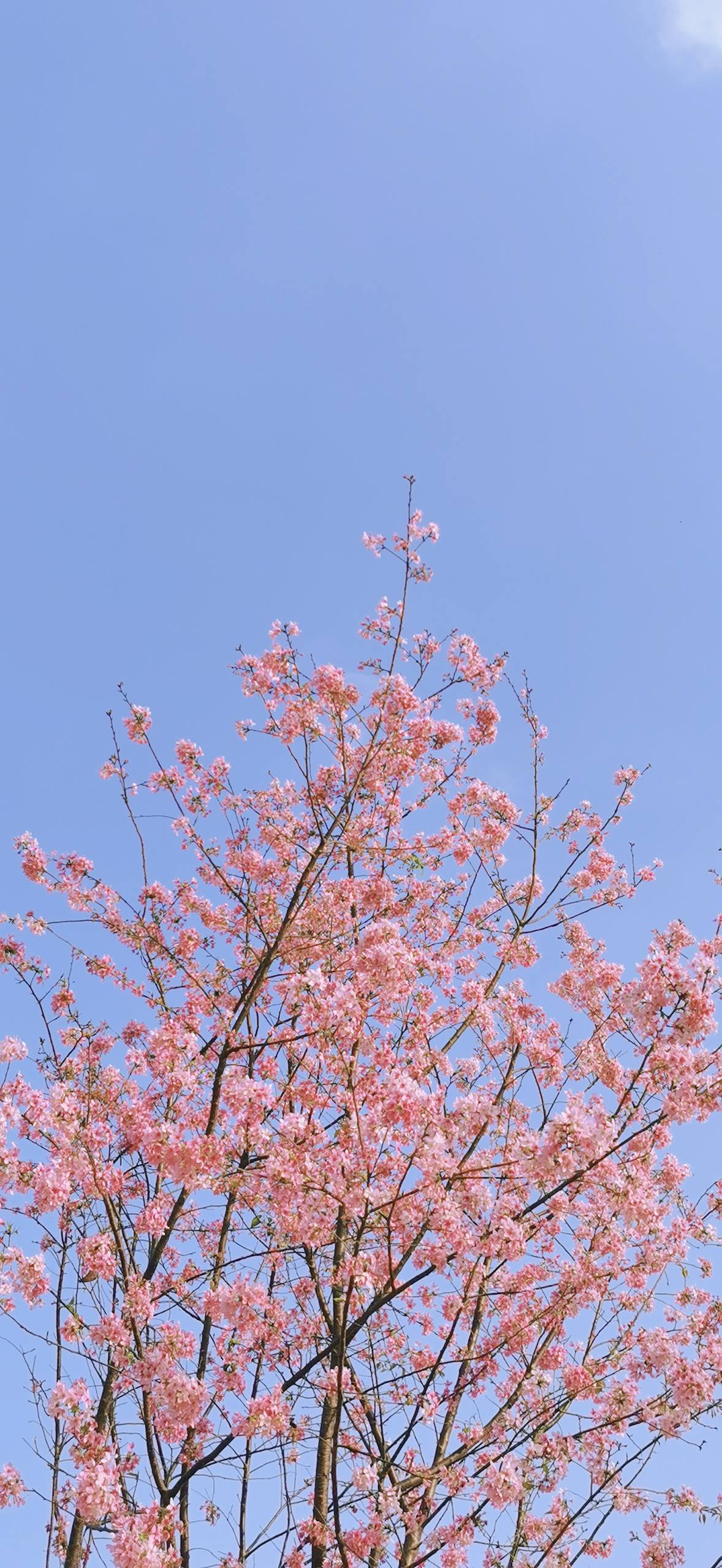 山水画卷：苹果手机桌面上的免费自然奇观详细内容5