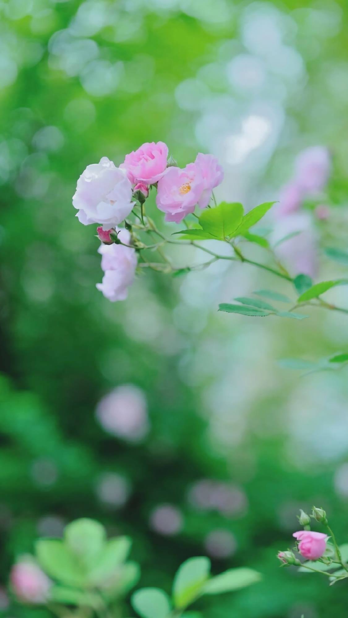 山水画卷：苹果手机桌面上的自然奇观详细内容4