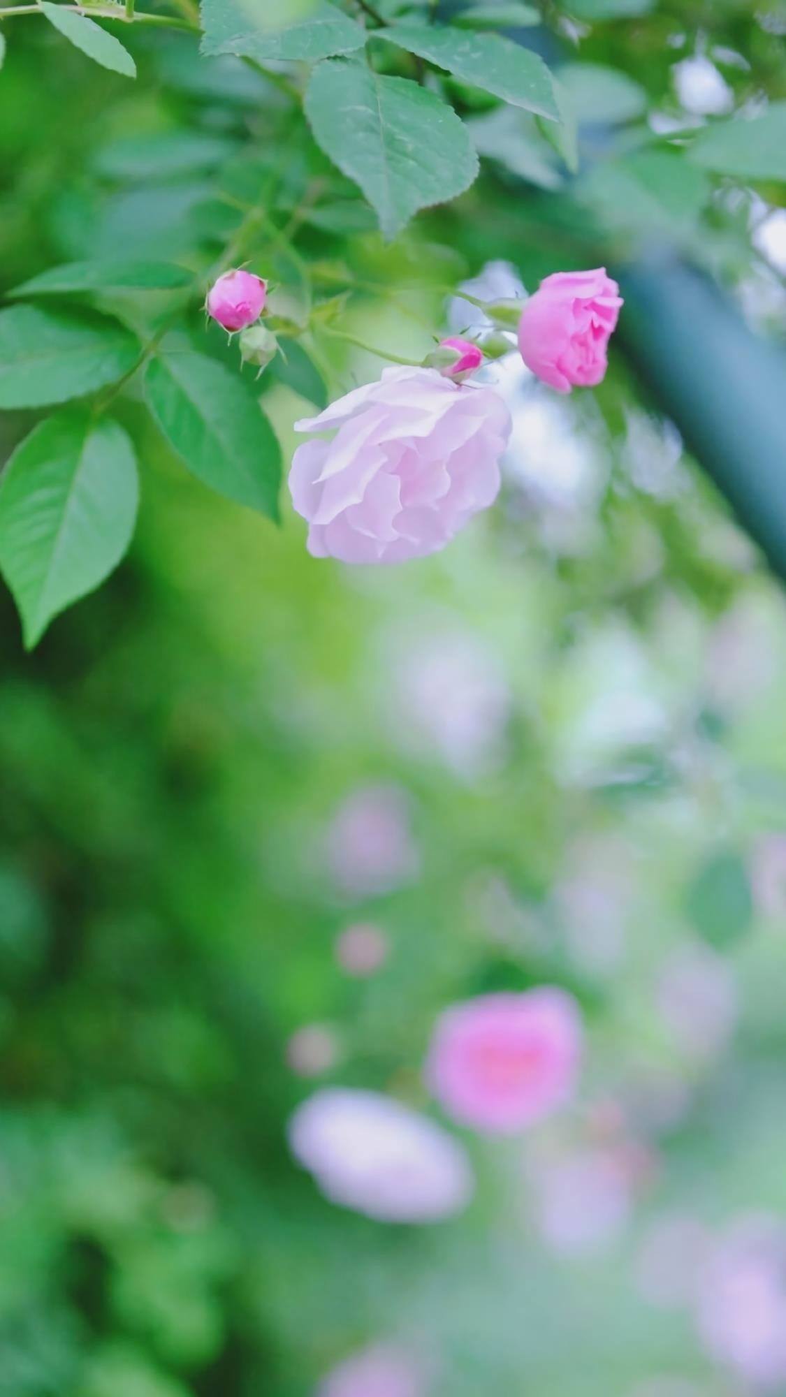 山水画卷：苹果手机桌面上的自然奇观详细内容5